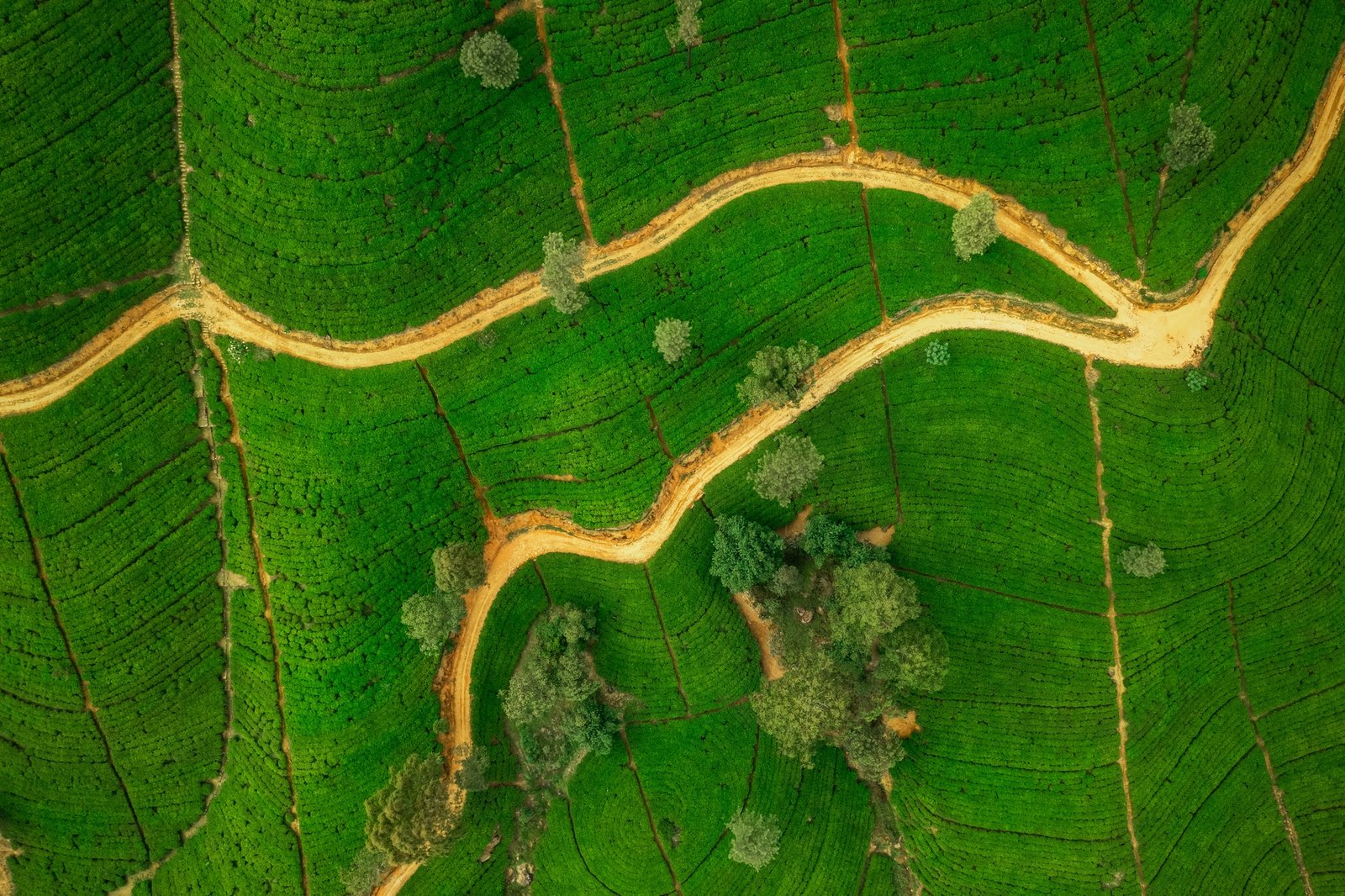 Hiking Trails and Tea Plantations You’ll Love