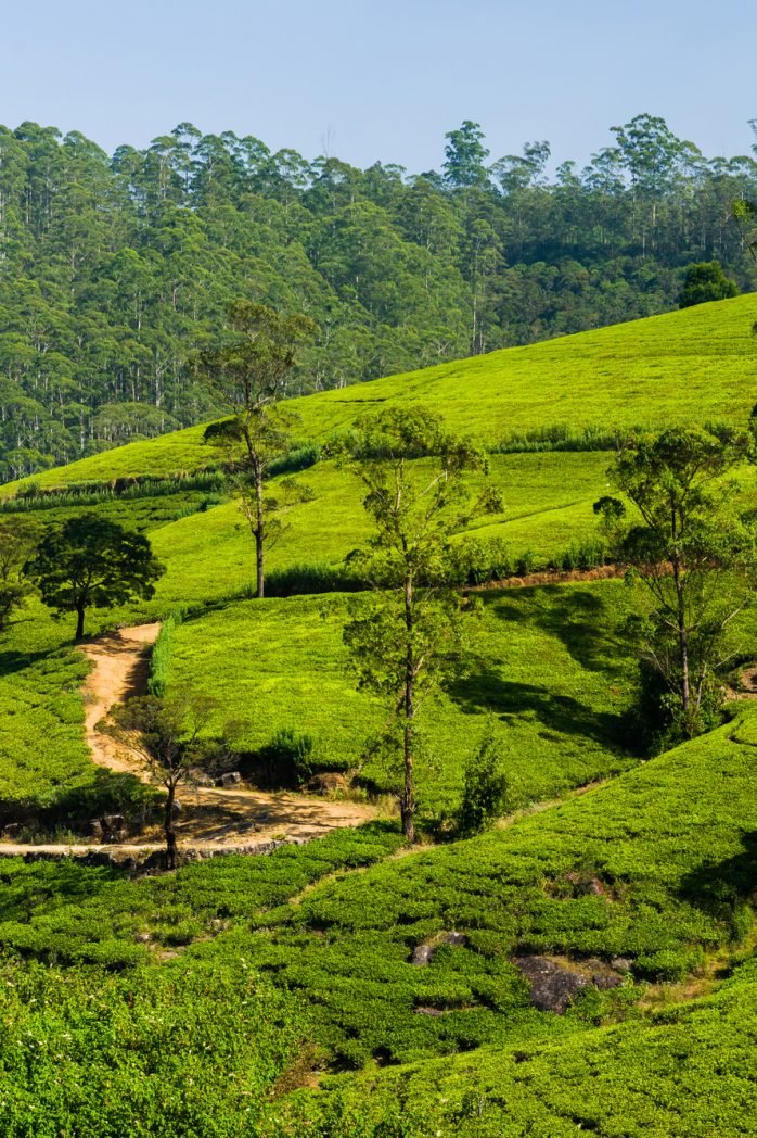 Green tea plantation in the mountains. Sri Lanka